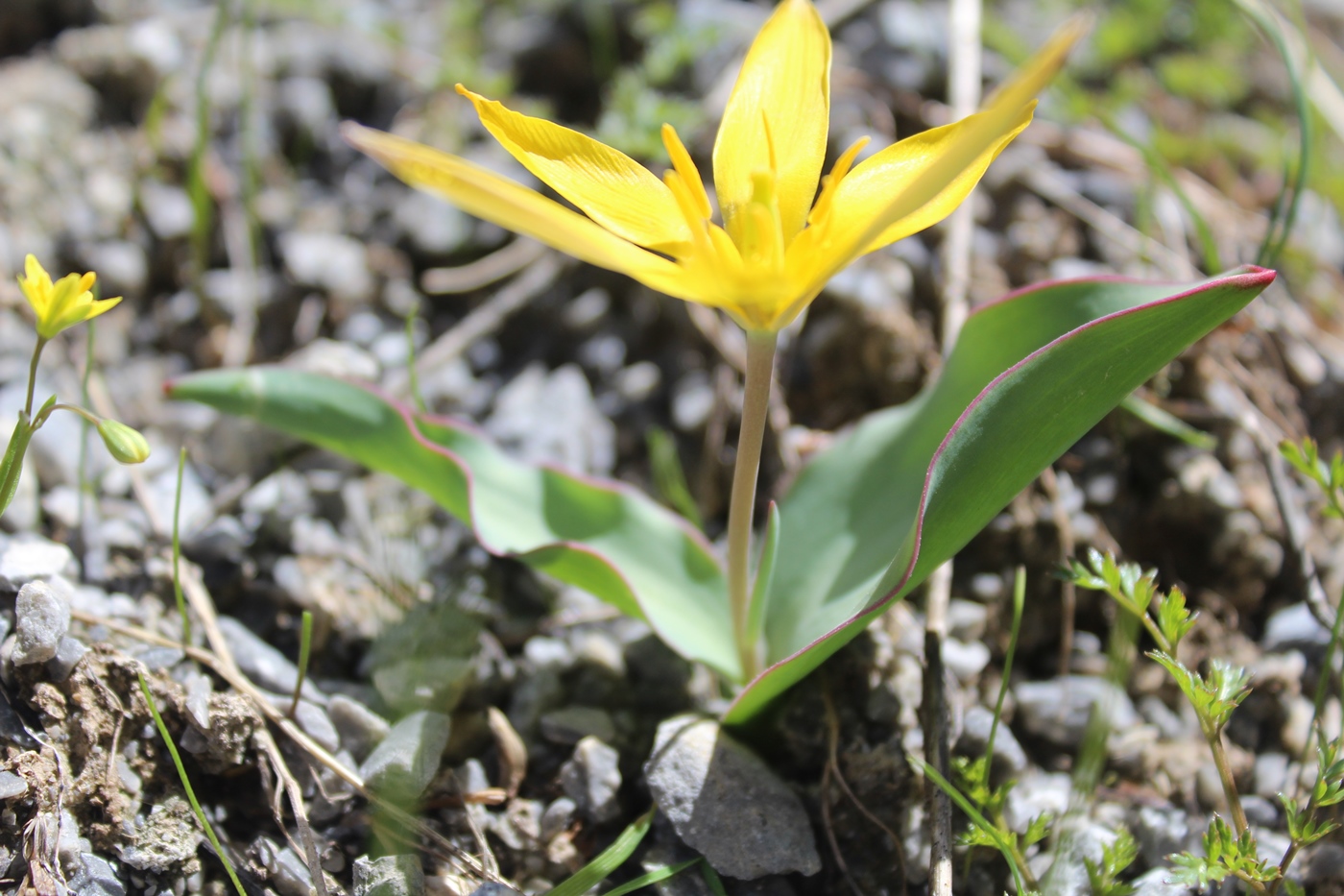 Изображение особи Tulipa anisophylla.