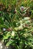 Lycopsis orientalis. Цветущее растение. Крым, окрестности Севастополя. 1 апреля 2009 г.