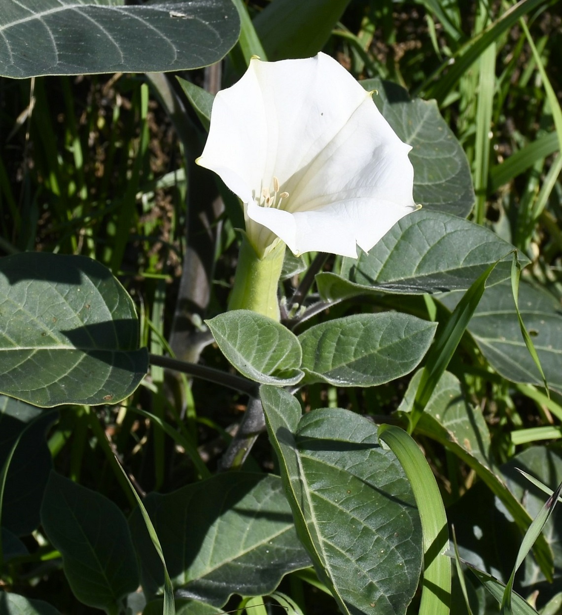 Изображение особи Datura innoxia.