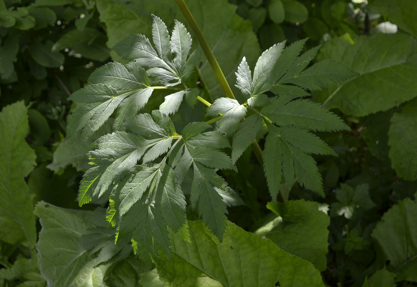 Изображение особи Macrosciadium physospermifolium.