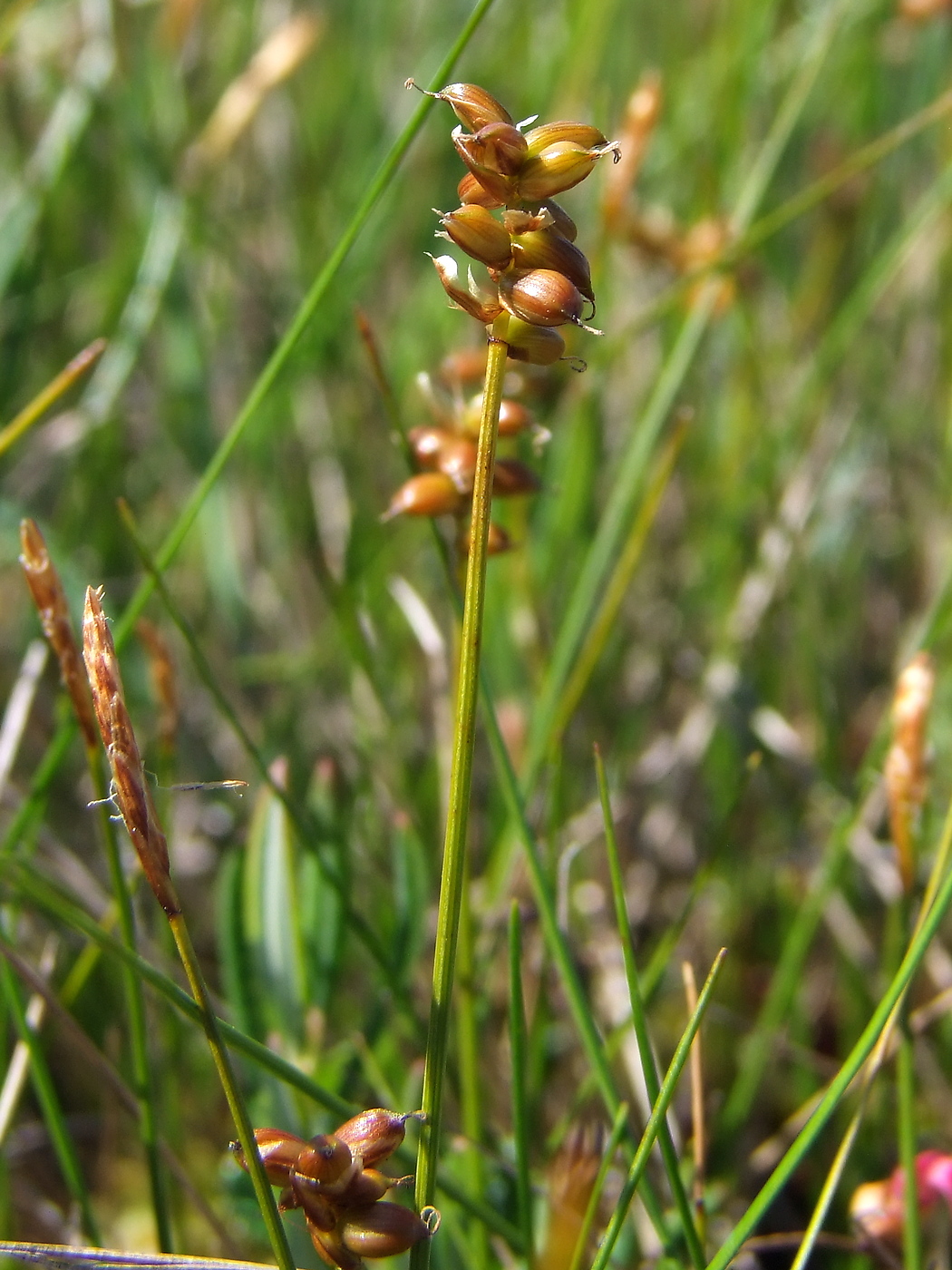 Изображение особи Carex gynocrates.