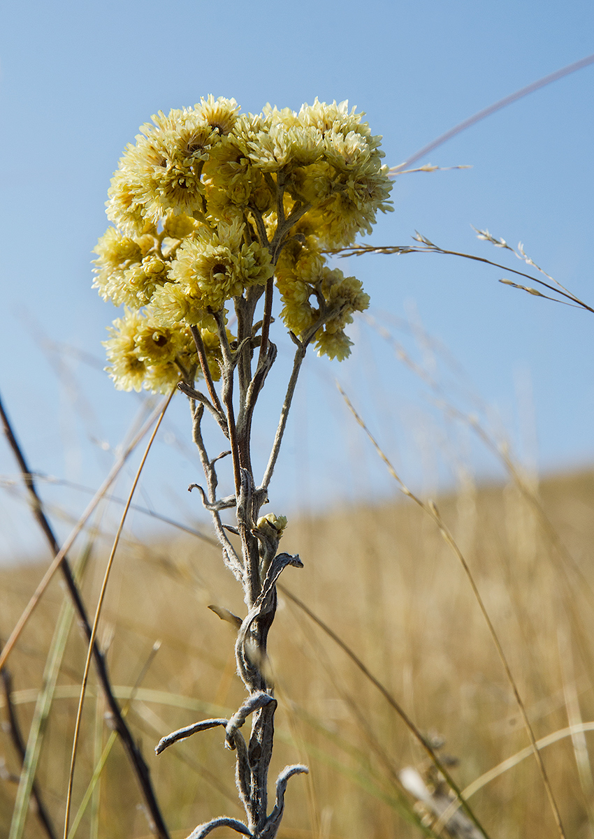 Image of Helichrysum arenarium specimen.