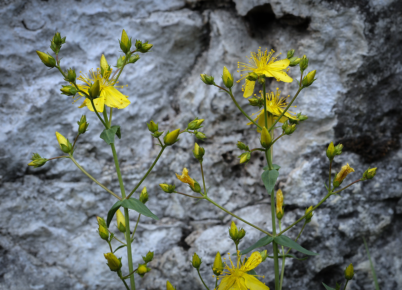 Image of Hypericum elegans specimen.