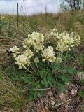 Hedysarum grandiflorum. Цветущее растение с подлетающей к соцветию пчелой-плотником (Xylocopa valga). Самарская обл., Похвистневский р-н, южный крутой склон горы Копейка. 03.05.2023.