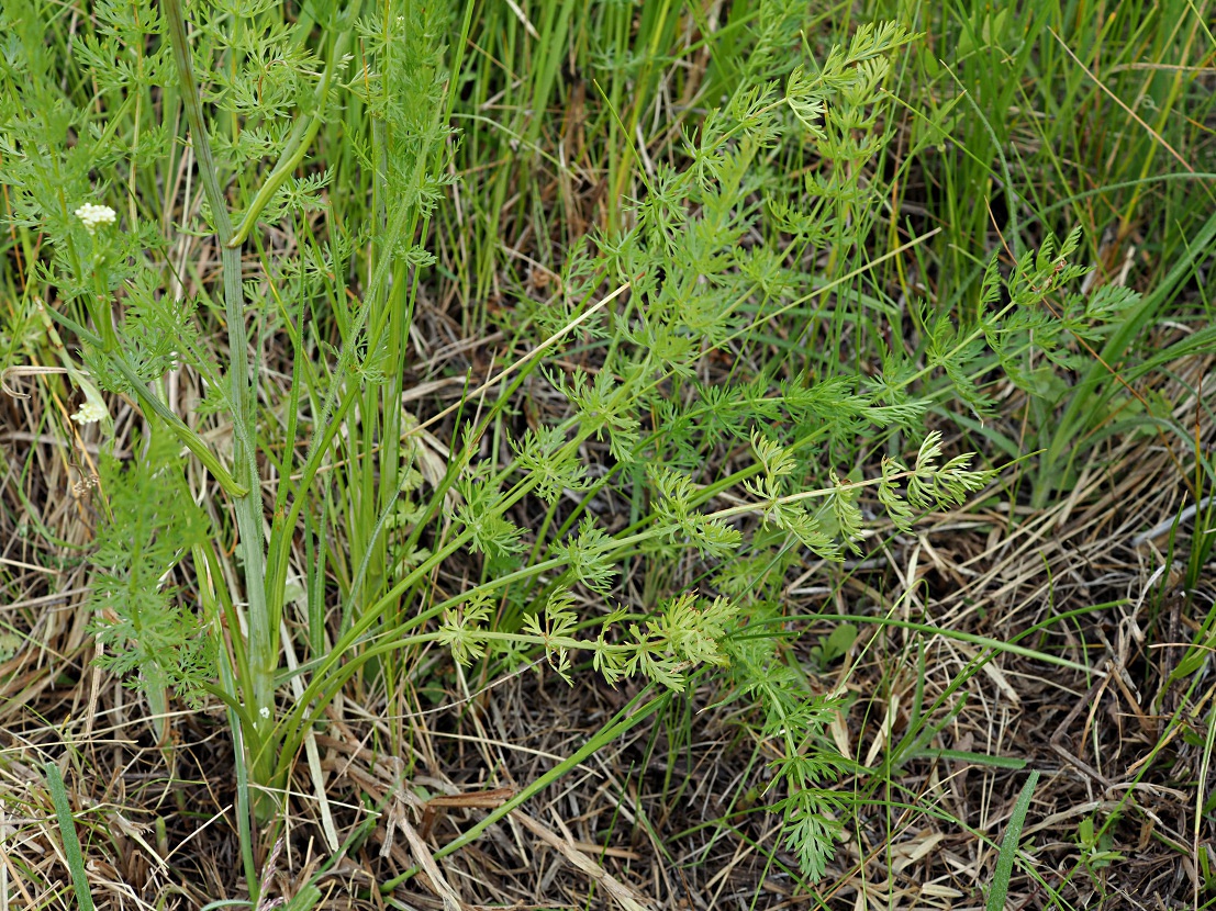 Image of Carum carvi specimen.