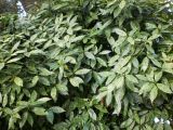 Aucuba japonica