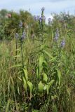 Veronica longifolia