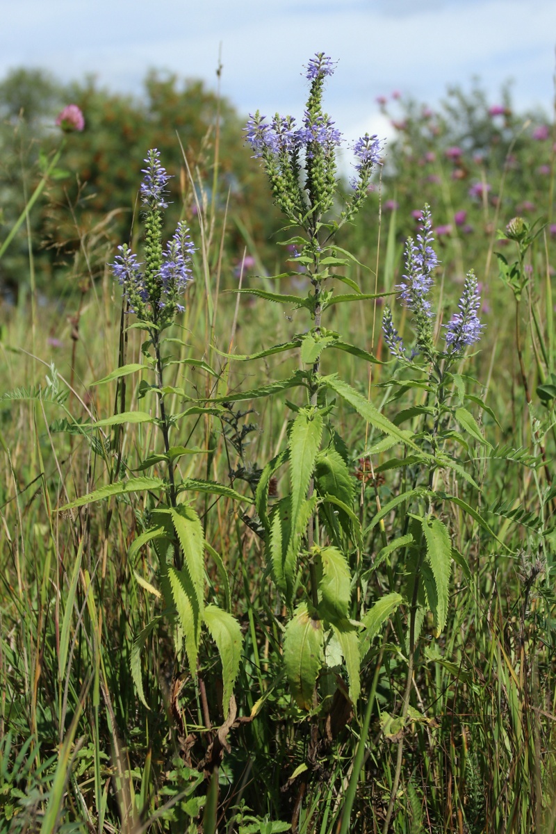 Изображение особи Veronica longifolia.