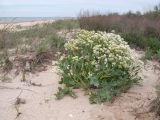 Crambe maritima. Цветущее растение. Краснодарский край, Темрюкский р-н, Куликовское гирло, старый береговой вал. 23.04.2016.