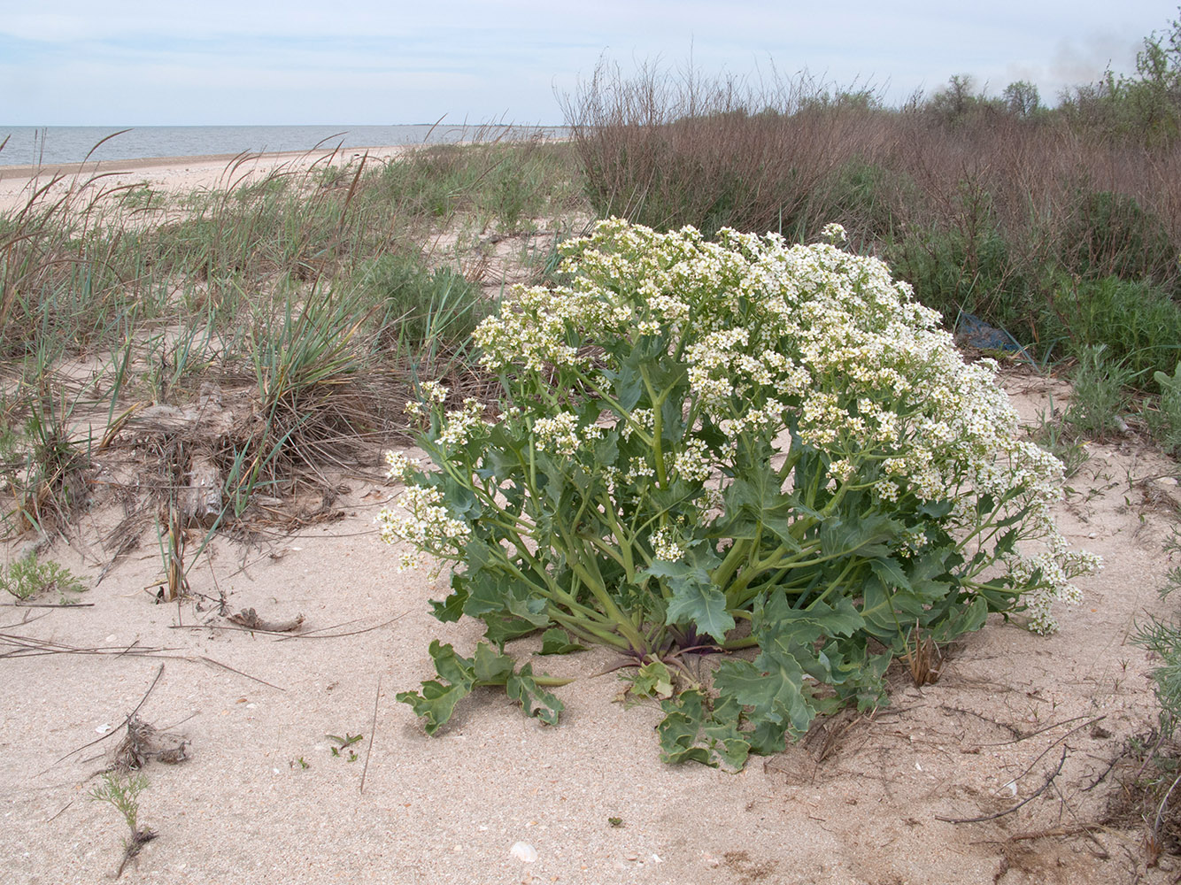 Изображение особи Crambe maritima.