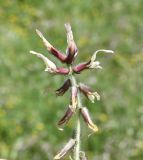 Astragalus subspecies haarbachii