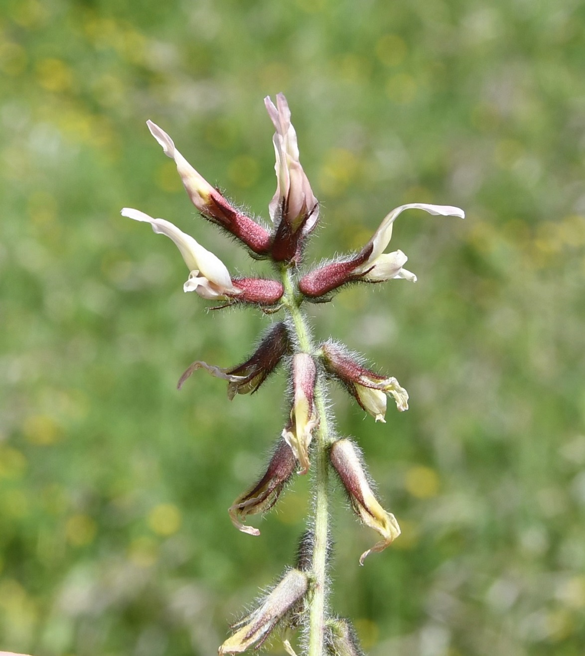Image of Astragalus suberosus ssp. haarbachii specimen.