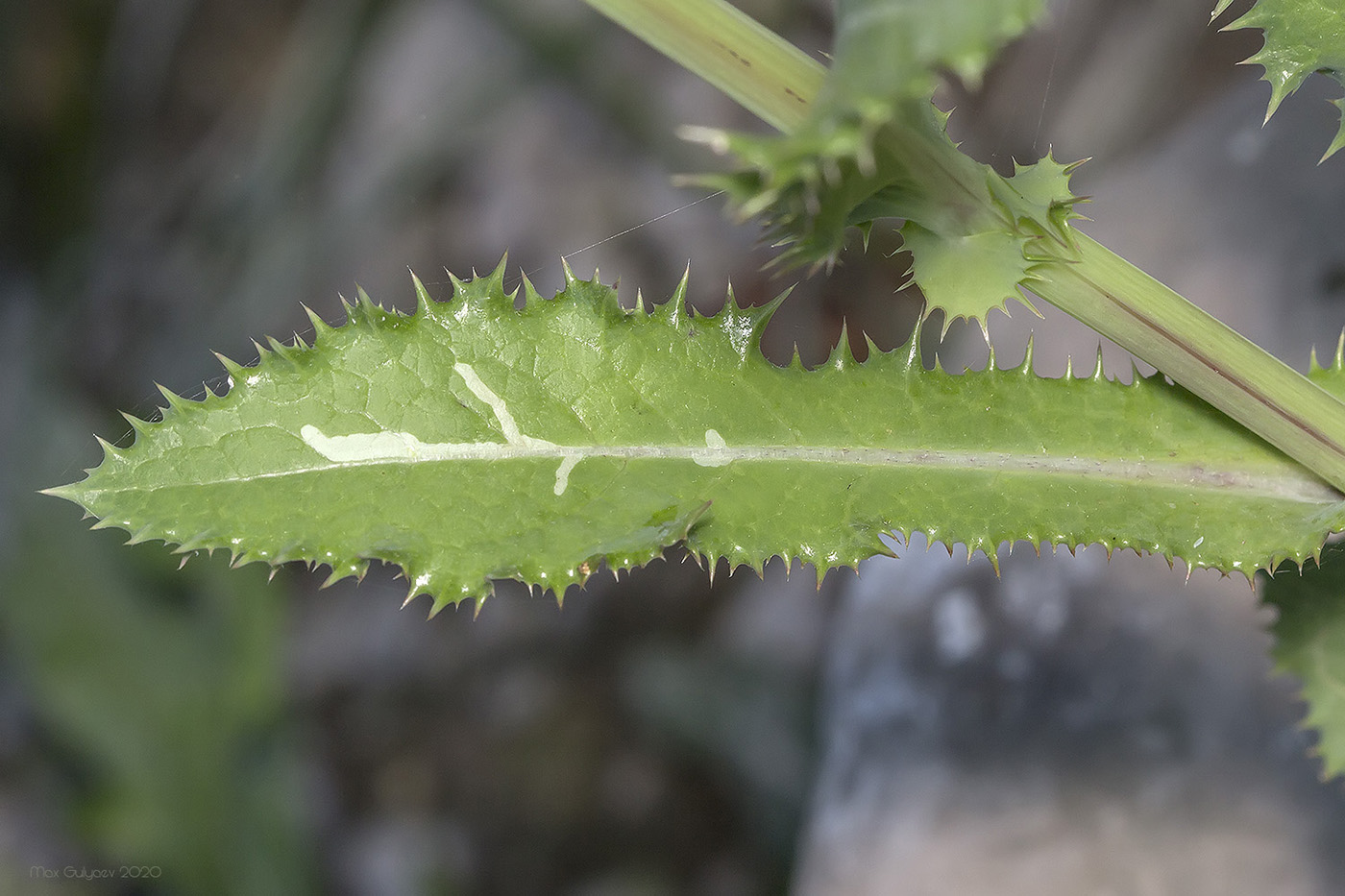Image of Sonchus asper specimen.