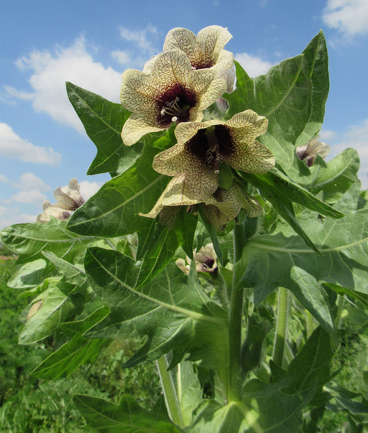 Изображение особи Hyoscyamus niger.