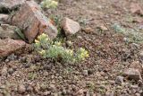 Draba alberti