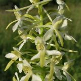 Platanthera bifolia. Часть соцветия. Смоленская обл., Смоленский р-н, окр. пос. Каспля, сухой луг. 17.06.2010.