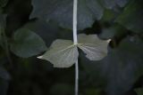 Valeriana alliariifolia