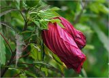 Hibiscus × hybridus. Бутоны. Московская обл., Раменский р-н, окр. дер. Хрипань, садовый участок. 12.09.2024.