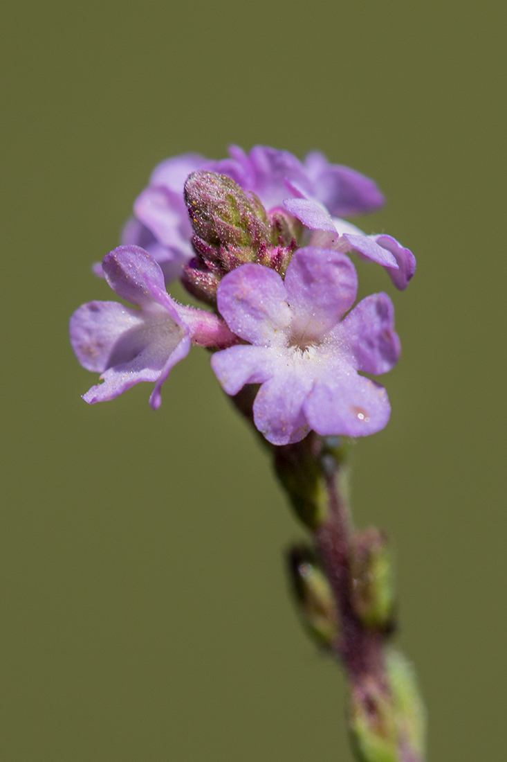 Image of Verbena officinalis specimen.