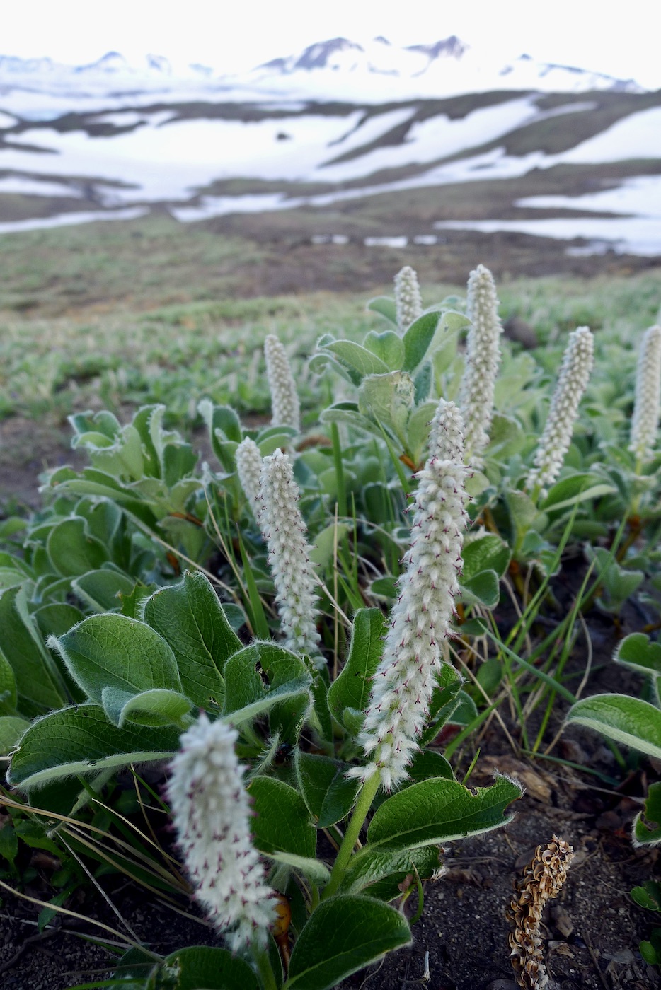 Image of Salix arctica specimen.