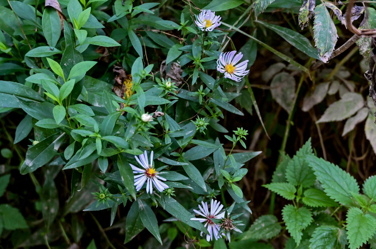 Image of Symphyotrichum novi-belgii specimen.