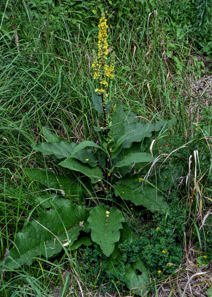Image of Verbascum nigrum specimen.