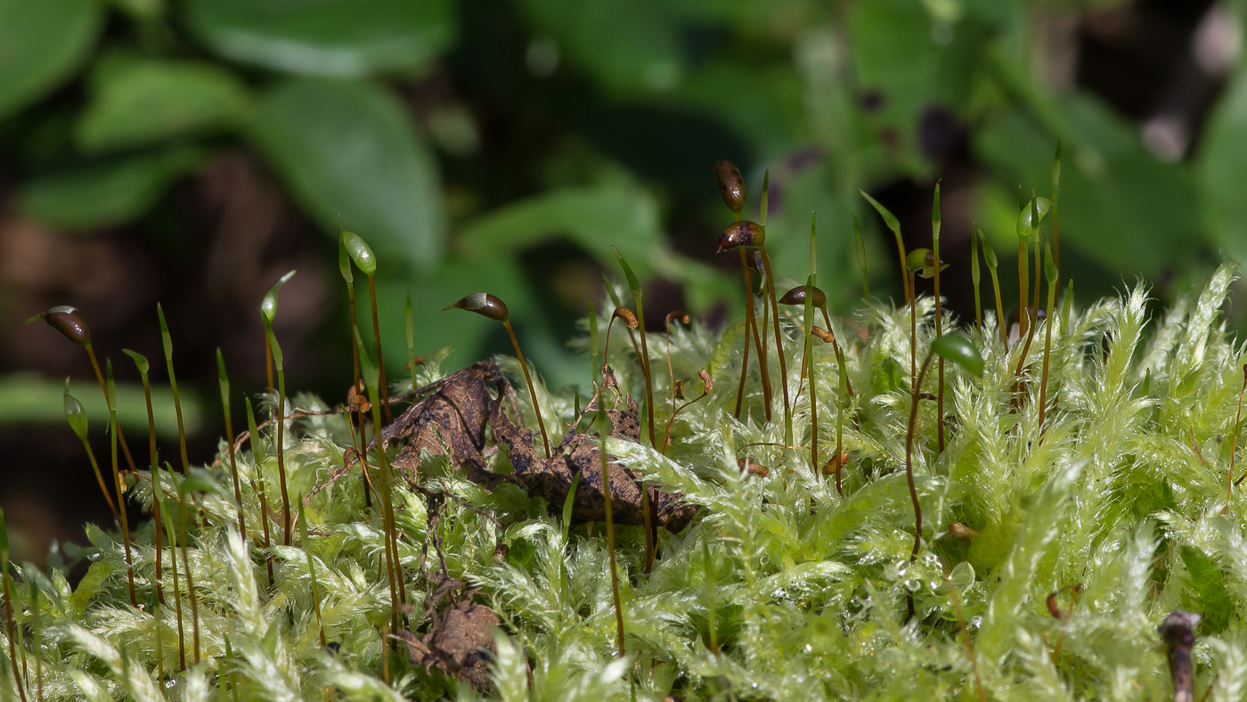 Image of familia Brachytheciaceae specimen.