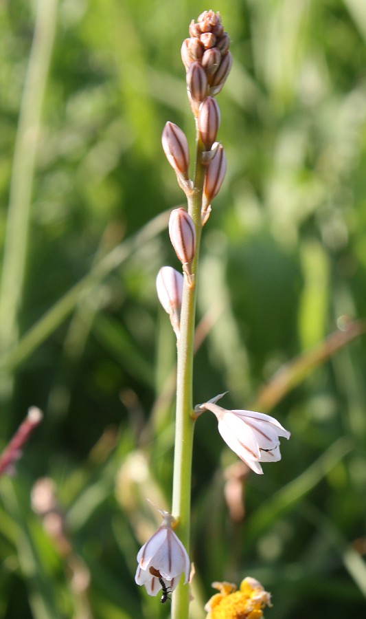 Изображение особи Asphodelus tenuifolius.