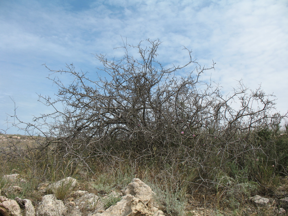 Image of Rhamnus sintenisii specimen.