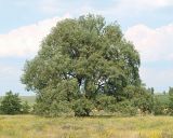 Salix alba. Старое дерево. Диаметр ствола в нижней части ок. 1 м. Ульяновская обл. Новомалыклинский р-н, окр. с. Щербаковка, низменный берег р. Б. Авраль. 23.06.2019.