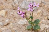 genus Spryginia. Цветущее растение с завязавшимися плодами. Таджикистан, Хатлонская обл., Кабодиёнский р-н, хр. Аруктау, окр. пер. Дандан-Чикан, борт русла временного водотока в переполненных окаменевшими раковинами и гипсом пестроцветах. 18 апреля 2025 г.
