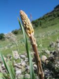 Eremurus soogdianus. Верхушка побега с бутонизирующим соцветием. Казахстан, Зап. Тянь-Шань, зап. оконечность Таласского Алатау, каньон Машат, правый борт, саванноидный склон юго-зап. экспозиции, россыпь разрушенных конгломератов. 20 апреля 2025 г.