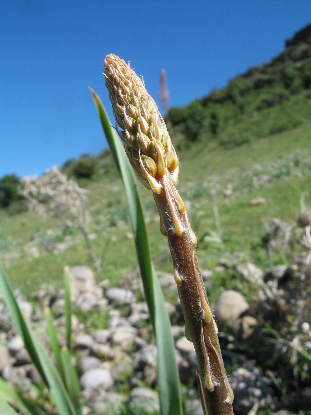 Image of Eremurus soogdianus specimen.