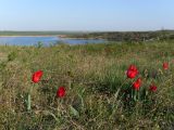 Tulipa suaveolens. Цветущие растения. Ростовская обл., Октябрьский р-н, дол. р. Аюта, степной склон берега пруда Терновый яр. 17.04.2025.