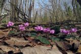 Cyclamen coum. Цветущие растения. Крым, Белогорский р-н, хр. Кубалач, дубово-буковый лес. 08.03.2019.