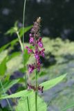 Stachys sylvatica