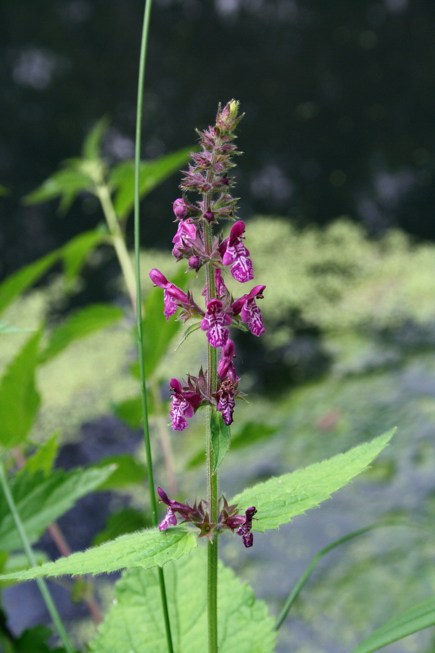 Изображение особи Stachys sylvatica.