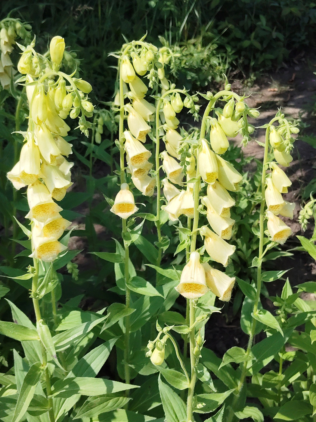 Image of Digitalis grandiflora specimen.