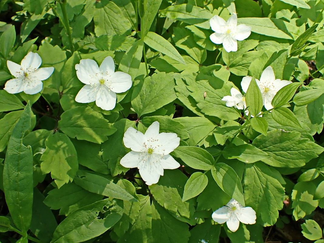 Image of Anemone udensis specimen.