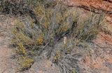 Ephedra dahurica. Растения с микростробилами. Китай, пров. Ганьсу, Инопланетная дол., ≈ 1500 м н.у.м., каменистый сухой склон. 04.06.2025.