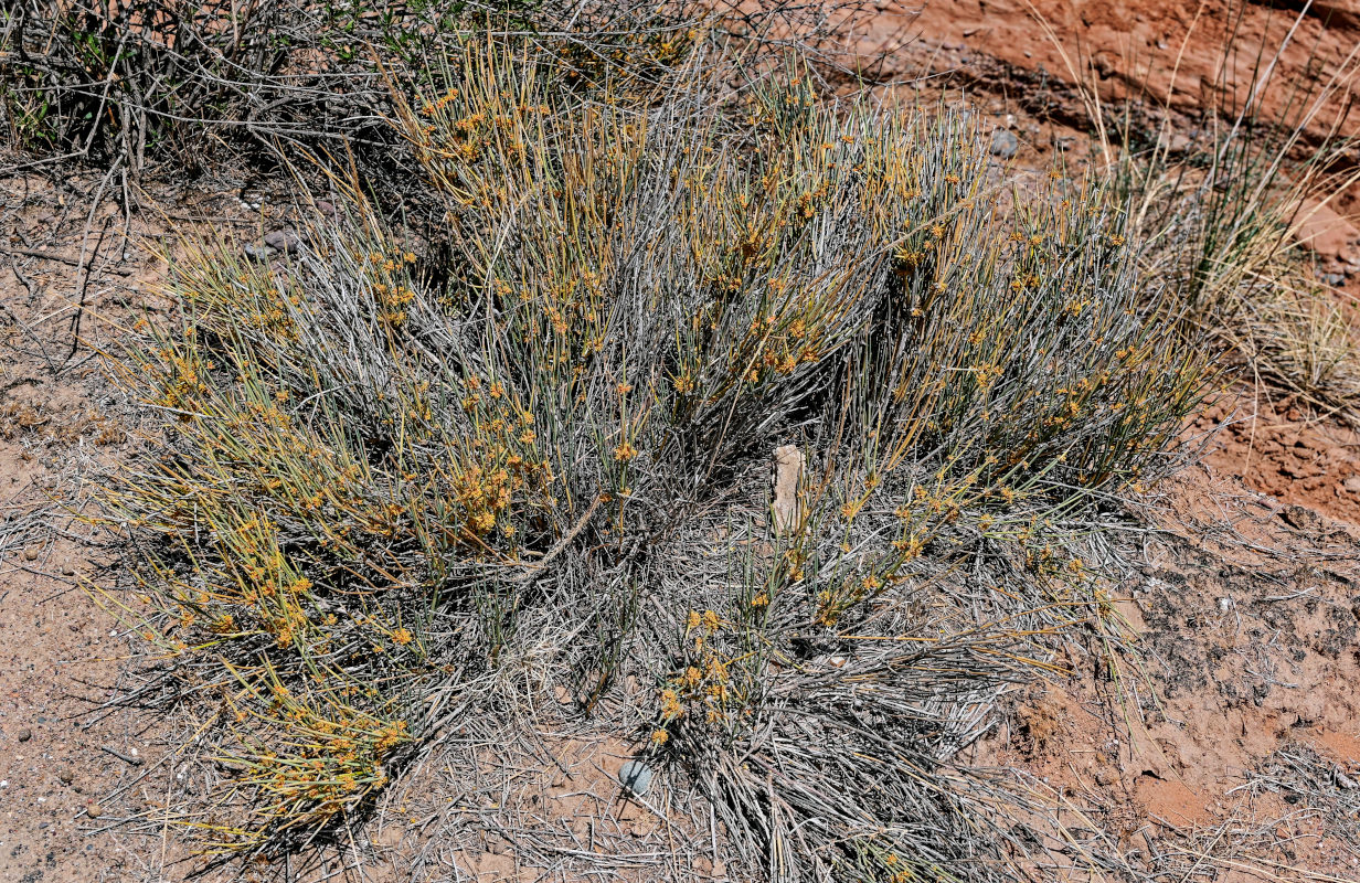 Image of Ephedra dahurica specimen.