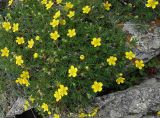 Potentilla biflora