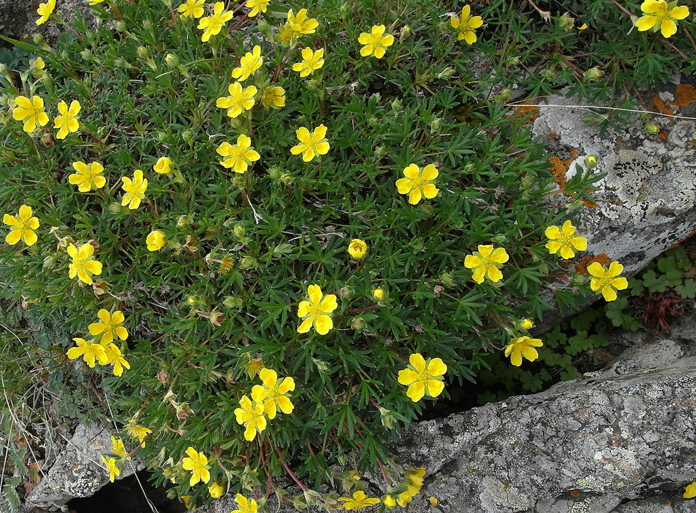 Image of Potentilla biflora specimen.