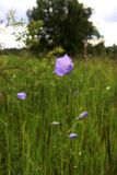 Campanula persicifolia. Верхушка цветущего растения. Ленинградская обл., Тосненский р-н, окр. пос. Любань, берег р. Тигода, разнотравный луг. 29.06.2025.