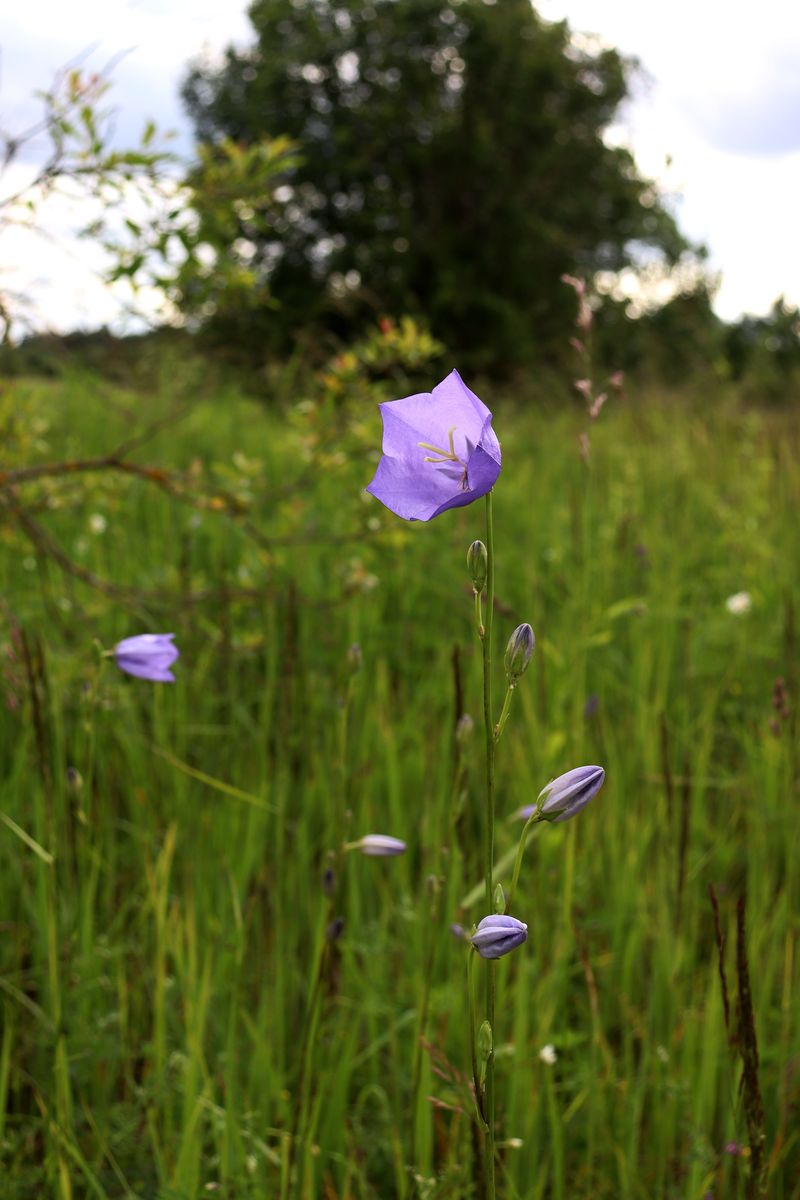Image of Campanula persicifolia specimen.