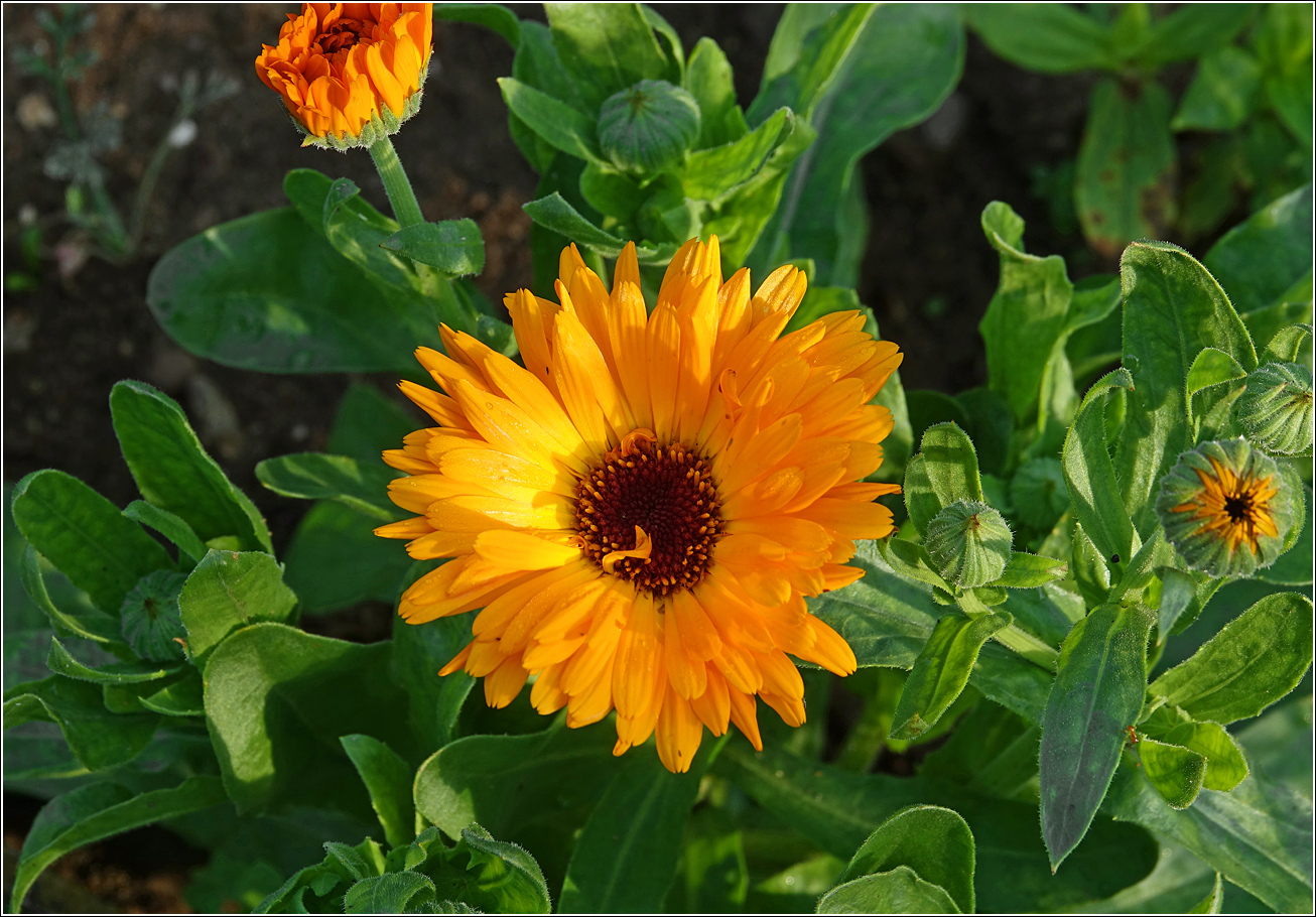 Image of Calendula officinalis specimen.