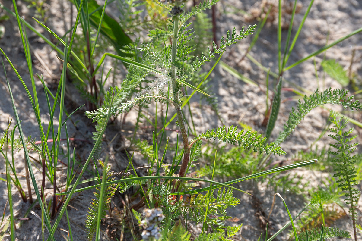 Изображение особи род Achillea.