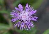 Centaurea jacea