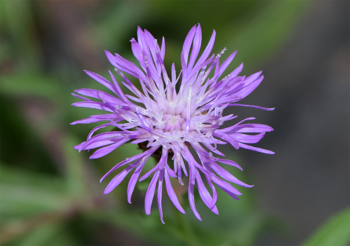 Image of Centaurea jacea specimen.