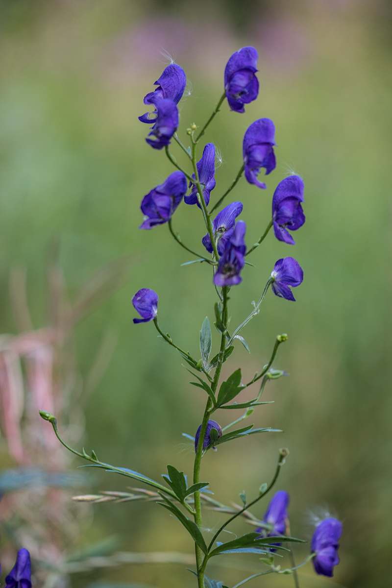 Image of genus Aconitum specimen.